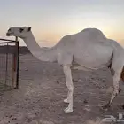 وضحى عشراء