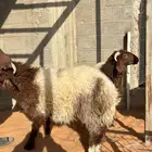 طليان نعيم سواكن تيوس ناهي