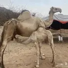 ناقة اركيه خلفه تحتها بكره