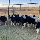 خرفان نجد