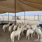 بهم تربيه نظيف شعره وطرف الحد 970