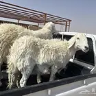 خروف وشاه