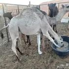حشوان للبيع