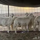 رخال