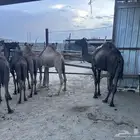 قعدان مغلقه شحم