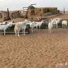 غنم دفيع بالفحل العدد25