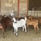 معزا للبيع