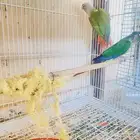 طيور كنيور للبيع