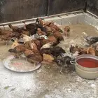 دجاج فرنسي أحمر