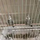 ذكور وايت فيس هولندي حجم وصحة