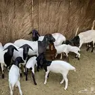 برابر معهن عيالهن و 2 برابر ذكور وسليمات