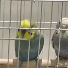 زوج بادجي