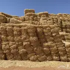 تبن ابيض انتاج اسنه هاذي البيع كميات موقع بسيطه