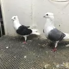 زاجل طيور