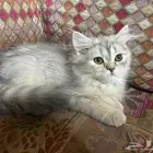 قطط للتبني
