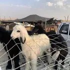 طليان