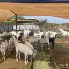 تيوس ذبايح جدعان
