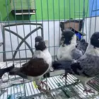 حمام كنق فاخر حجم ضخم