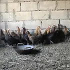 دجاج للبيع