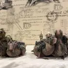 فروخ كوكتيل (كروان) للبيع