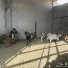 ماعز قزم امريكي تشيكي