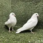 حمام صنعاوي  صنعاني