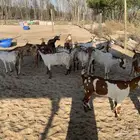 معزا جنوبيه