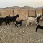 معزاء عوراض