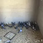 حمام بلدي اغلبه من سلاله بكستانية