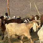 معزاء مصريات امهات الحليب