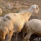 2 كباش للبيع