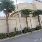 نخل زينه واشنطني امريكي