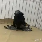 حمام بخاره كرنقو لمون