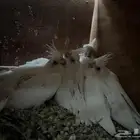 فروخ كروان لبينو عيون حمر