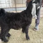 تيوس للبيع عدد 2