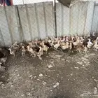 دجاج بلدي للبيع