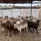 شياه درمانيه مراح كامل