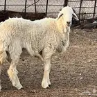 فحل ثني مشروط