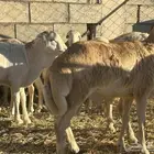 رفيديات جذعان عددهن 13