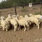 طليان حريه الحد 980