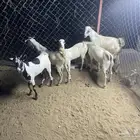 غنم