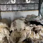 جلد غنم للبيع