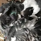 3 ازواج كشكش مستوى توب