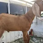 تيس