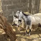 جاكم ابو تركي بمعزى وليد سديس حليب معها 2 من3000 وحريات حلوة