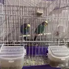 عرض طيور الحب اجوز منتجين
