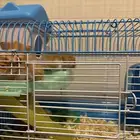 هامستر سوري