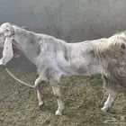 تيس فحل مشروك