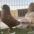 خمسه اجواز كنق