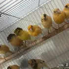 طيور كناري سوري تغرد تغريد جميل اللي يبغى الزين يلحق عليه